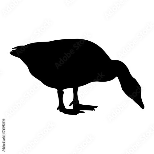 Black goose bending down silhouette white
