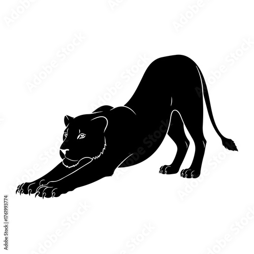 Black panther stretching pose big cat feline