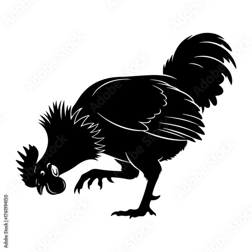 Black rooster pecking ground bird poultry
