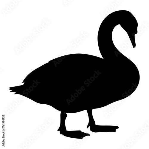 Black swan silhouette standing black bird waterfowl