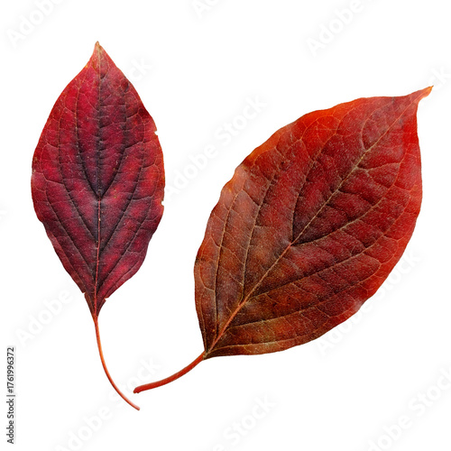 Pair of red autumn leaves isolated on PNG background. Perfect for fall-themed banners, seasonal designs, invitations, and decorations.