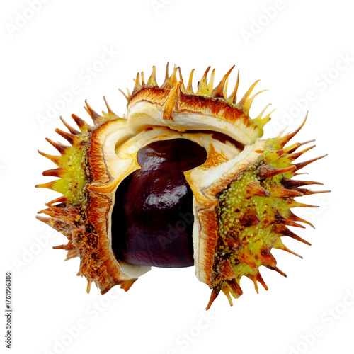 Green chestnut in spiky husk isolated on PNG background. Perfect for autumn designs, natural illustrations, and seasonal promotions.