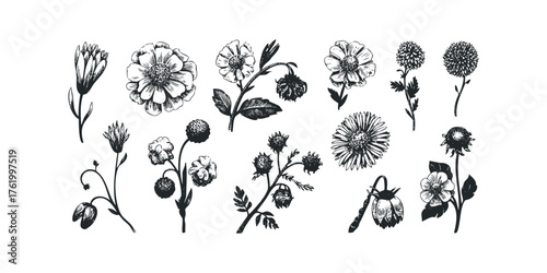 Collection of Hand Drawn Botanical Illustrations