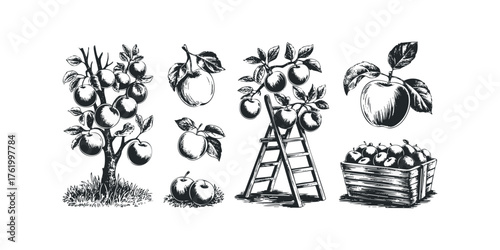 Apple harvest collection with tree ladder and crate