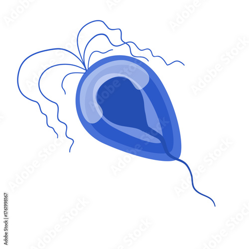 Trichomoniasis Vector Illustration. Trichomonas vaginalis structure. Urogenital infection.