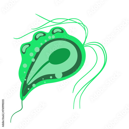 Trichomoniasis Vector Illustration. Trichomonas vaginalis structure. Urogenital infection.