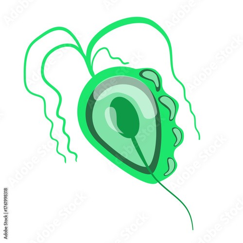 Trichomoniasis Vector Illustration. Trichomonas vaginalis structure. Urogenital infection.