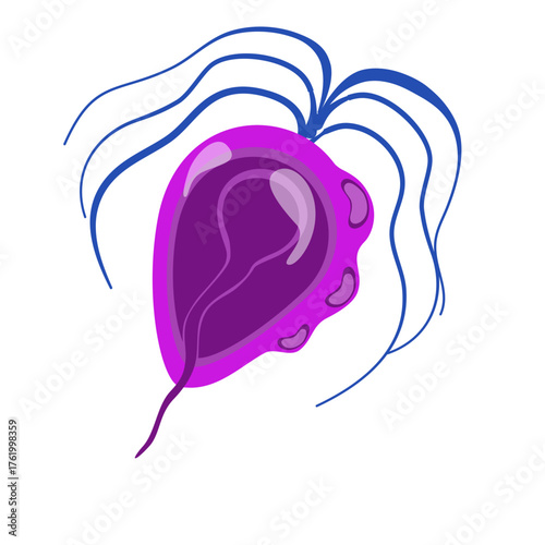 Trichomoniasis Vector Illustration. Trichomonas vaginalis structure. Urogenital infection.