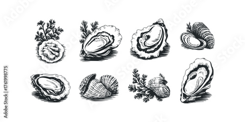 Collection of Fresh Oysters and Seashells in Sketch Style