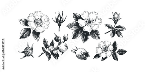 Wild rose and buds vintage sketch