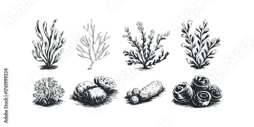 Line drawings of assorted seaweed and coral specimens
