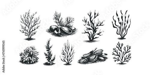 Collection of Vintage Style Seaweed and Algae Botanicals