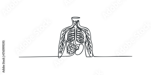 Human torso with circulatory and digestive system diagram