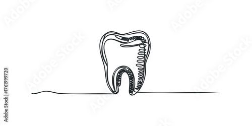 Continuous Line Drawing of a Tooth Section
