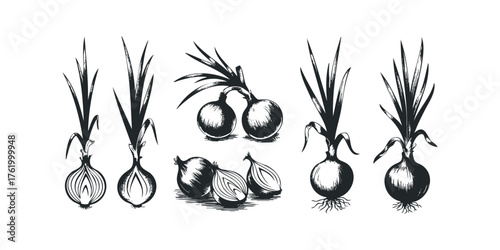 Line art collection of whole and halved onions with roots and leaves