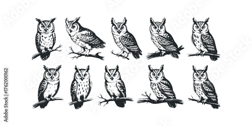 Collection of ten detailed owl illustrations on branches