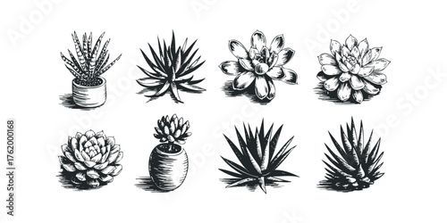 Collection of eight drawn succulent plants in pots and without pots