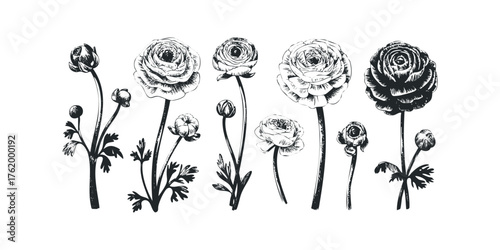 Collection of Black and White Ranunculus Flower Line Art
