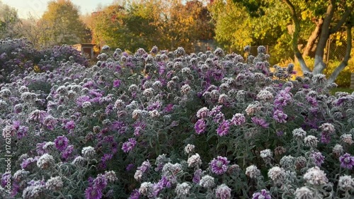 frozen autumn flowers covered in purple frost at dawn