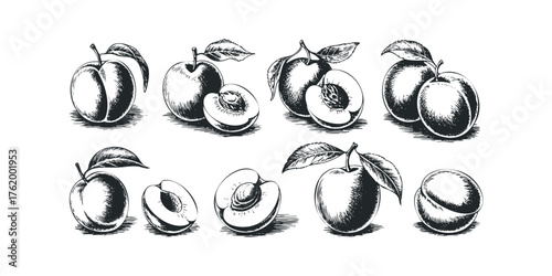 Set of Hand Drawn Stone Fruits with Leaves