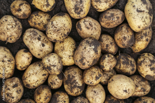 Yellow dirty potato close up top view background texture. Fresh organic potatoes harvest on soil ground