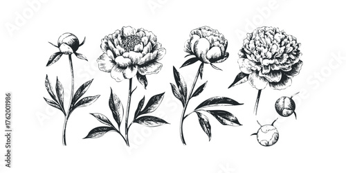 Black and white sketch of peony flowers and buds