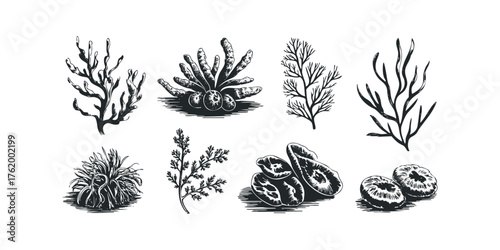 Group of eight hand-drawn botanical elements in black ink