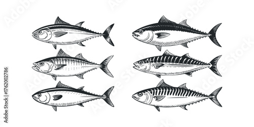 Six Hand Drawn Fish Species Collection