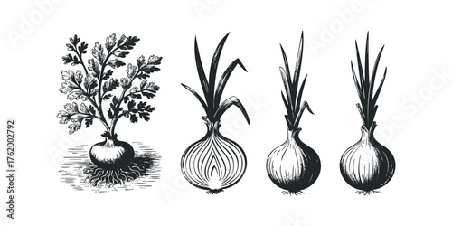 Engraving style parsley plant and onions