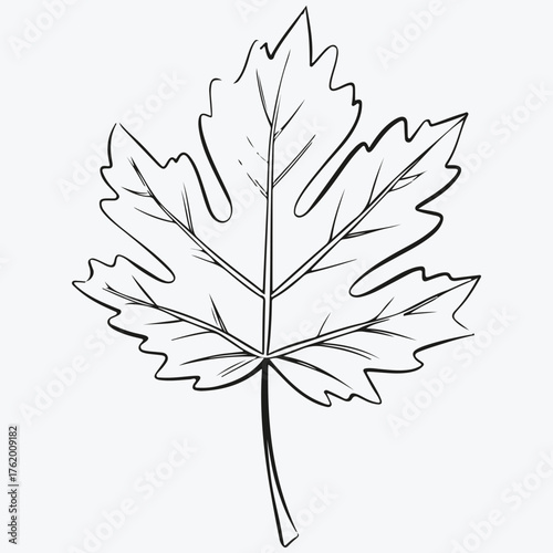 autumn leaf sketch illustration vector