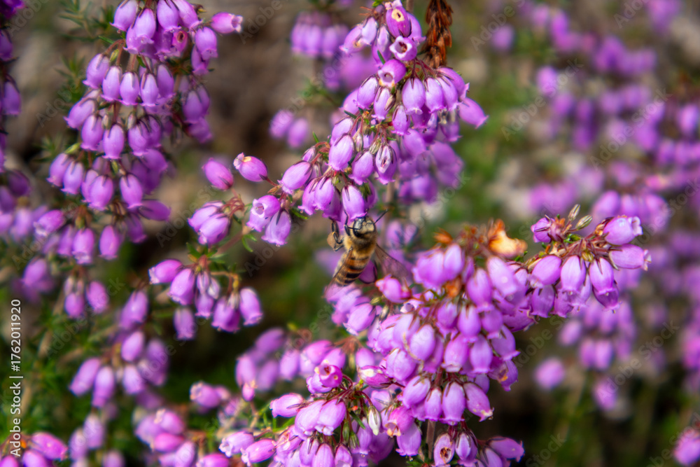 Fototapeta premium lavender field in provence