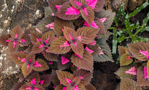 Vibrant Coleus plants with pink and burgundy foliage growing in soil, showcasing ornamental beauty and natural contrast.