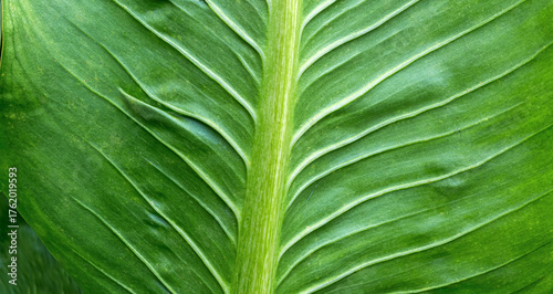 Close-up of a green leaf with visible veins and smooth texture, showcasing natural symmetry and botanical detail.