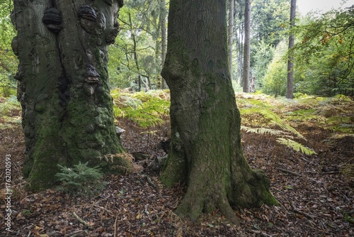 Old copper beech (Fagus sylvatica) and bracken fern (Pteridium aquifolium) infested with tinder fungus (Fomes fomentarius), Emsland, Lower Saxony, Germany