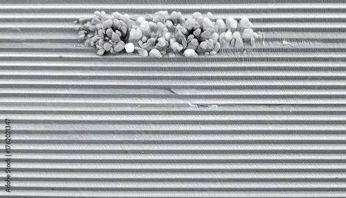 An abstract grayscale macro shot featuring textured horizontal lines with an irregular cluster of small, round objects at top