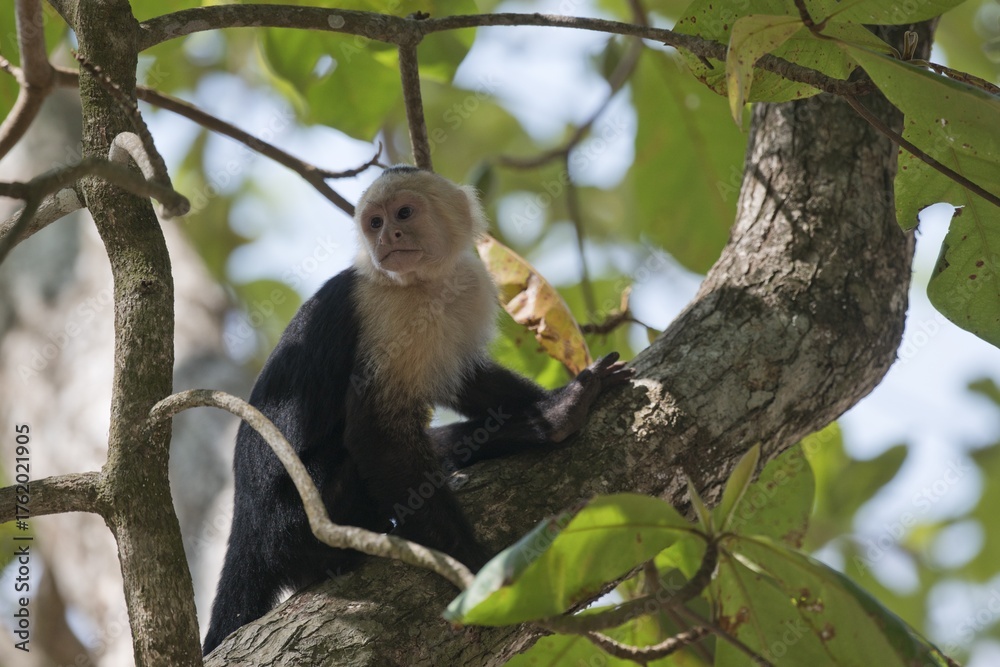 © Erhard Nerger/imageBROKER - White-shouldered capuchin monkey (Cebus capucinus), Manuel Antonio National Park, Costa Rica