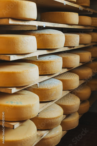 Heads of cheese on a shelfs at a cheese factory.