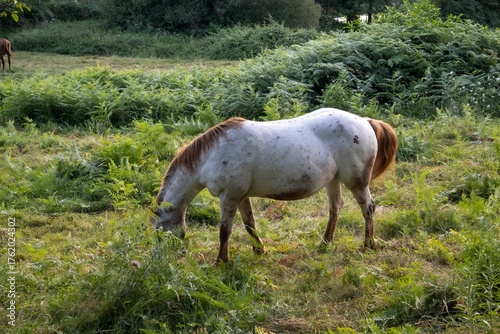 horses in the meadow