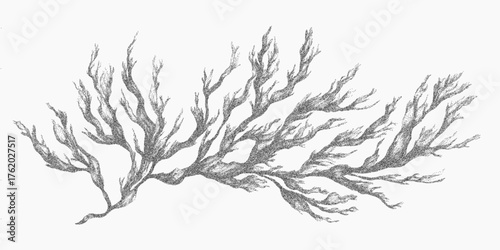 Textured branch. Abstract shape with stipple grain, gravel specks and subtle spray texture. Distressed threshold and worn ink surface.