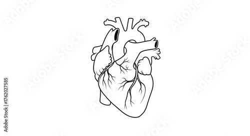 Anatomical heart drawing illustration for medical education and health awareness detailed heart diagram image on transparent background