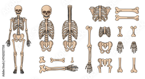 Human skeleton anatomy skeletal system bones structure medical illustration educational diagram anatomical chart drawing on transparent background