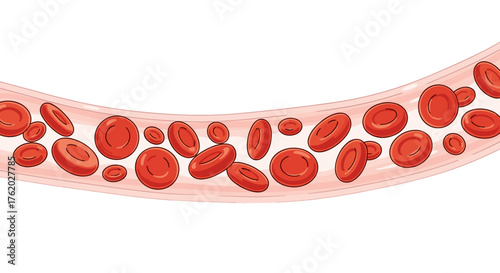 Red blood cells flowing through a blood vessel illustration for educational medical and scientific purposes on transparent background