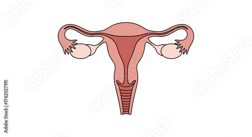 Illustration of female reproductive system uterus ovaries fallopian tubes and cervix anatomy diagram 100 char on transparent background