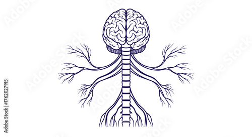 Human nervous system anatomy illustration showing brain spinal cord and nerves for medical education and study on transparent background
