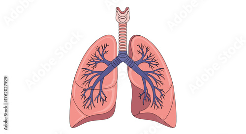 Human lungs anatomy diagram with trachea bronchi and bronchioles for medical education and healthcare use on transparent background