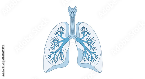 Human lungs anatomy illustration for medical education and healthcare resources with respiratory system diagram on transparent background