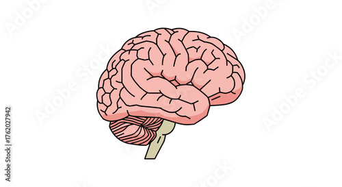 Human brain anatomy diagram for medical education and neuroscience research illustration and study guide tool on transparent background
