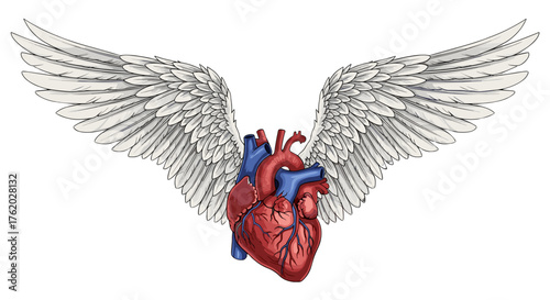 Anatomical heart with wings illustration for medical concept and love and freedom symbolism concept art on transparent background