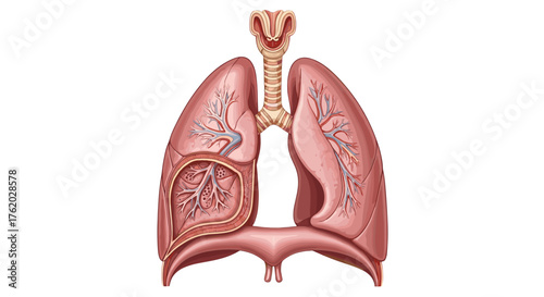 Anatomical illustration of human lungs trachea for medical education and healthcare professionals study guide on transparent background