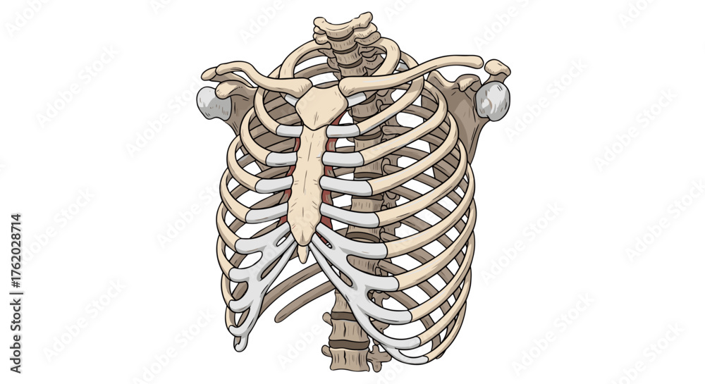 Obraz premium Human rib cage anatomy illustration for medical study and educational resources detailed skeletal system drawing on transparent background